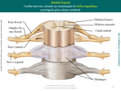 Diapositivo21