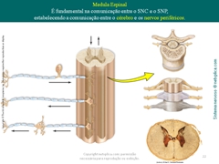 Diapositivo22