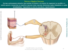 Diapositivo25