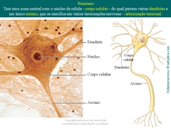 Diapositivo33