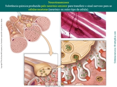 Diapositivo45