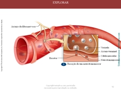 Diapositivo52