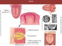 Diapositivo67