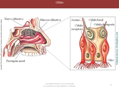 Diapositivo72