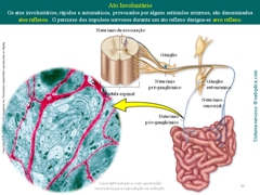 Diapositivo80