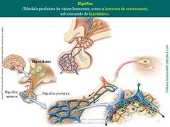 Diapositivo17