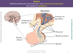 Diapositivo19