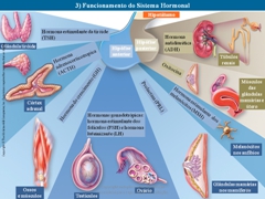 Diapositivo29