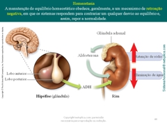 Diapositivo40